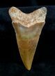Inch Fossil Mako Tooth - North Carolina #1336-1
